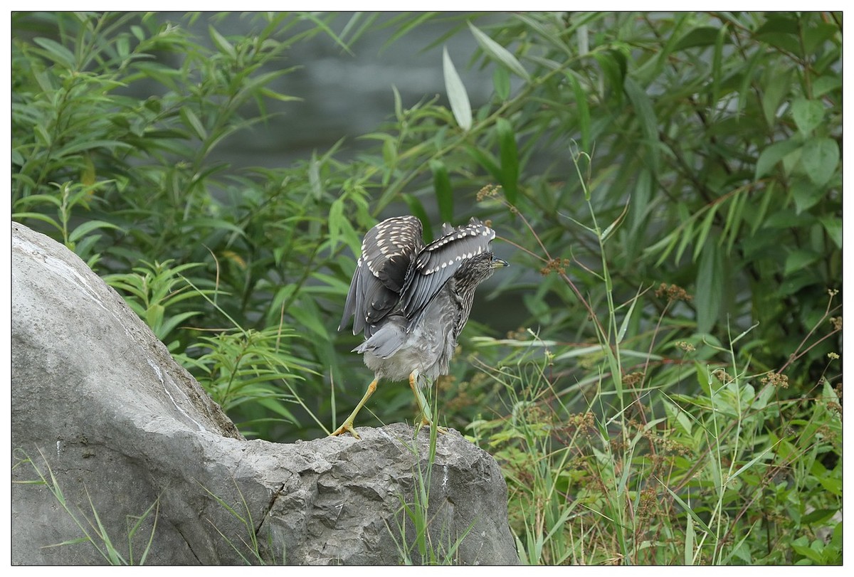 今年出生的一只夜鹭幼崽