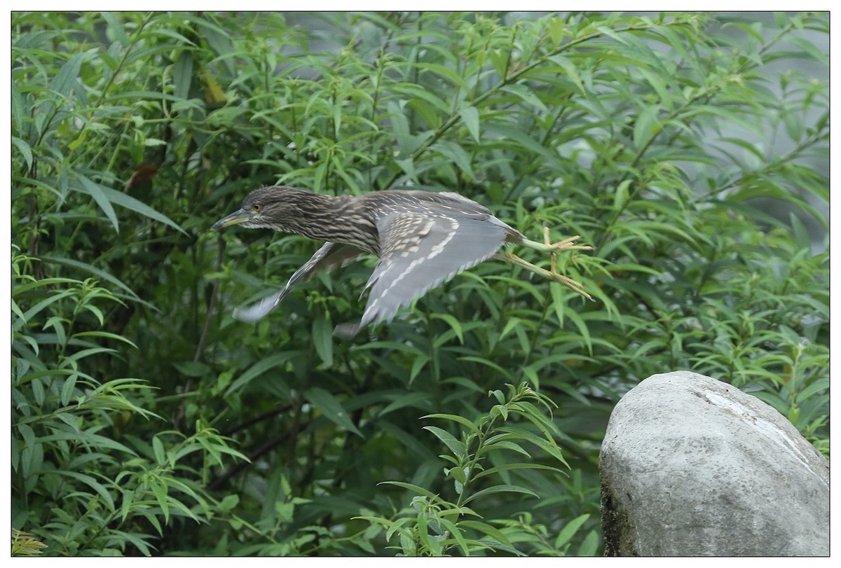 今年出生的一只夜鹭幼崽