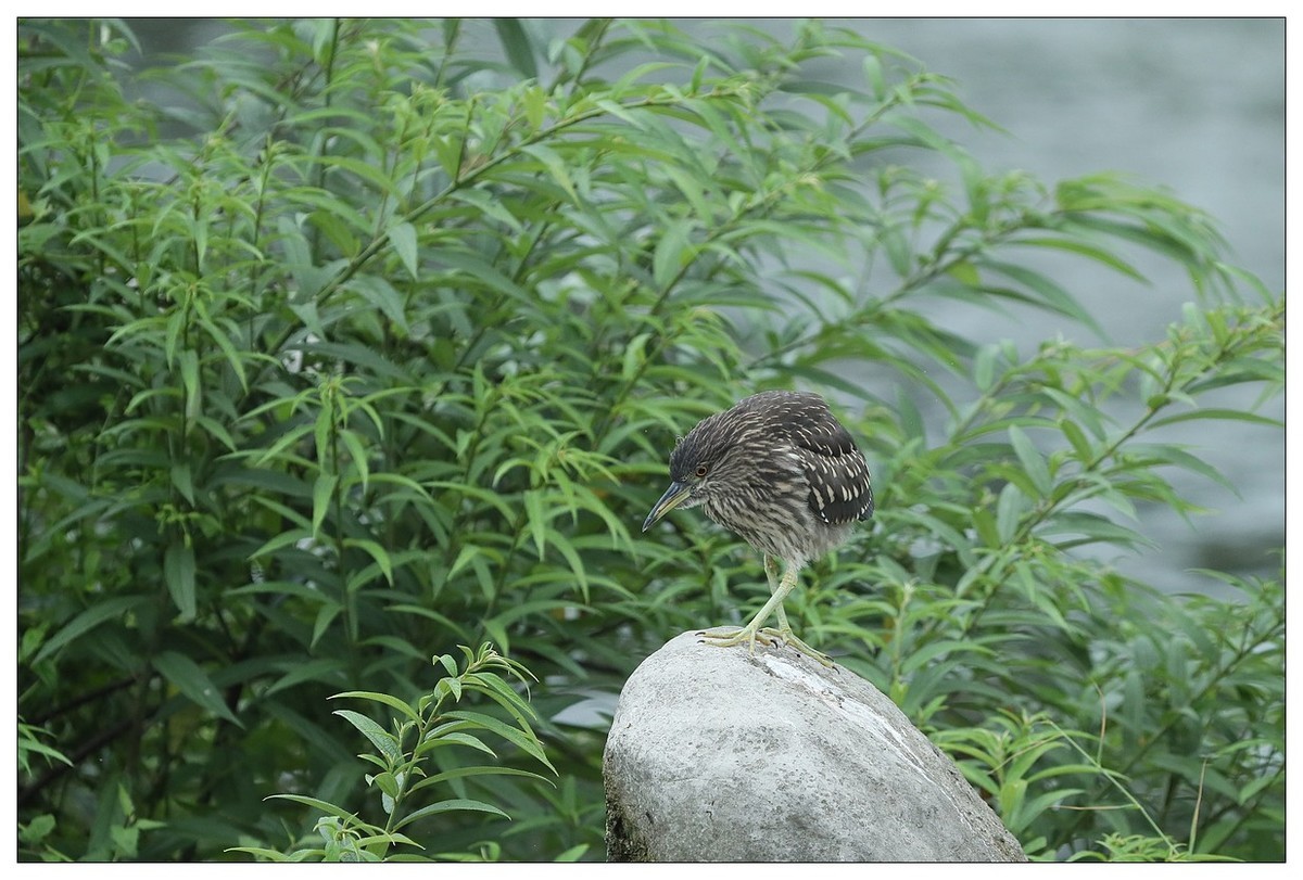 今年出生的一只夜鹭幼崽