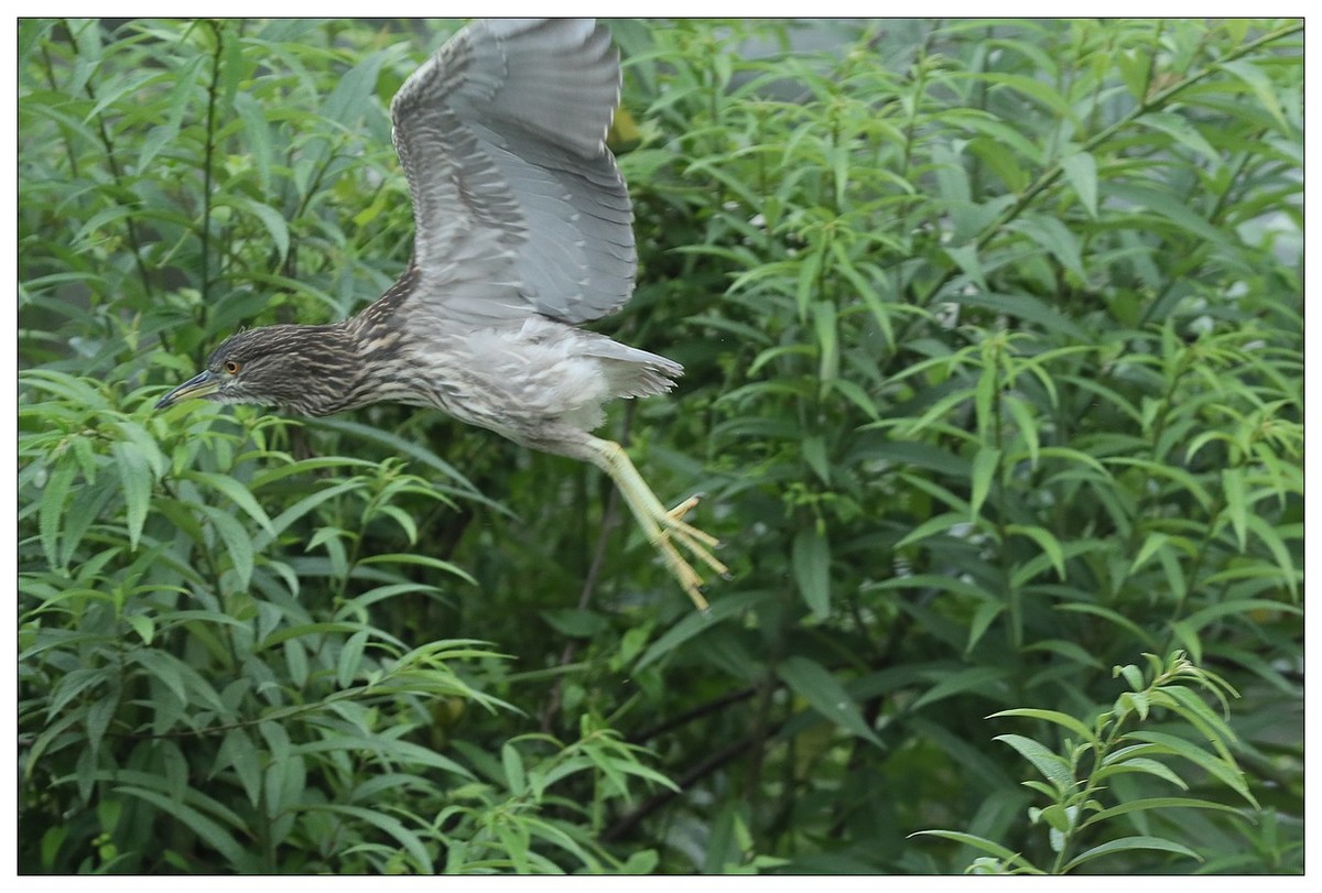 今年出生的一只夜鹭幼崽