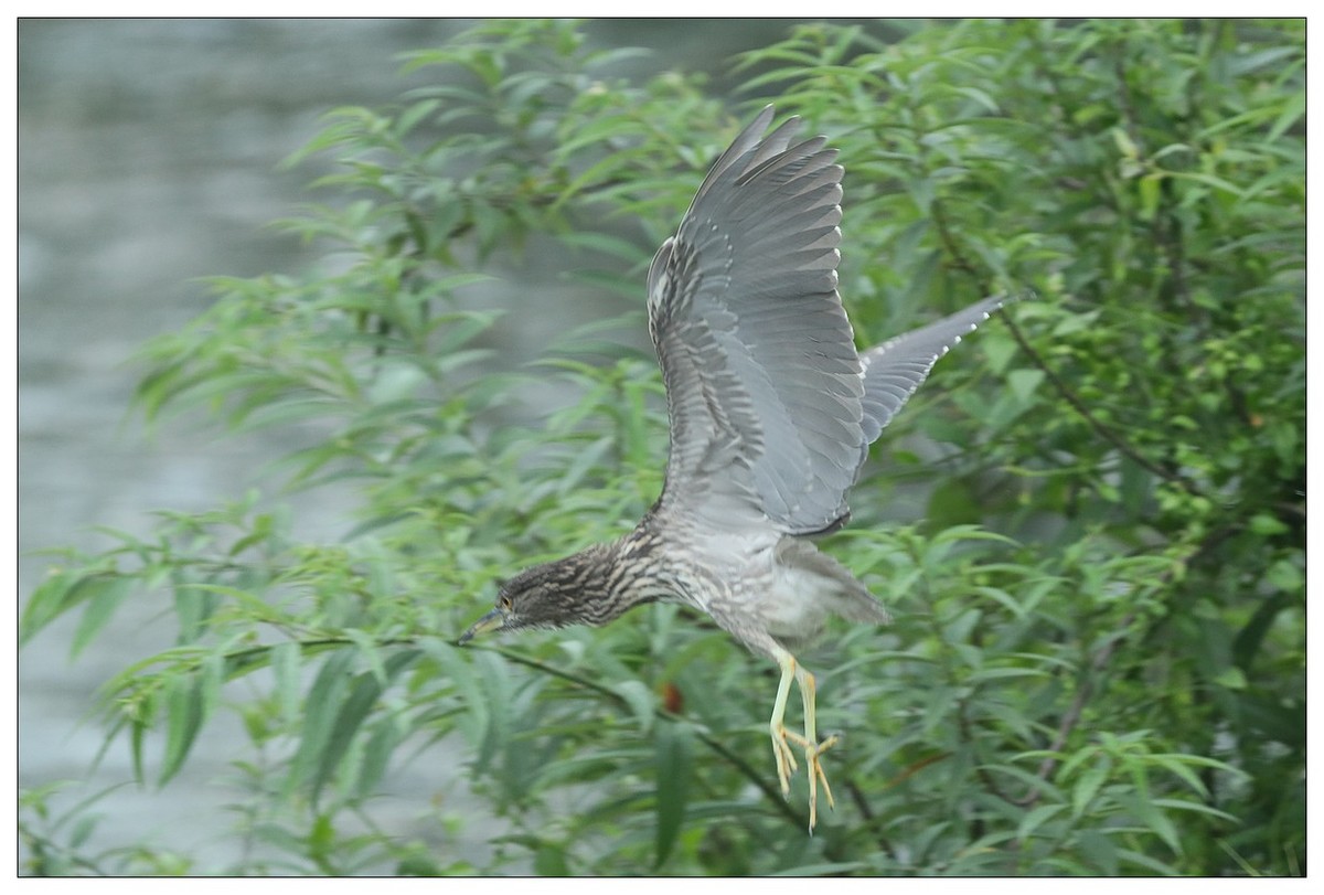 今年出生的一只夜鹭幼崽