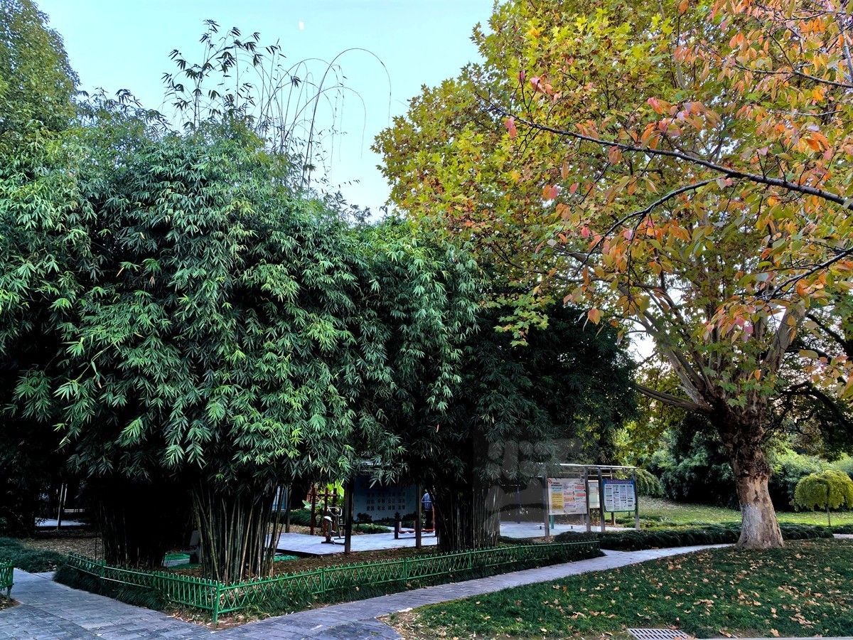 和风秋叶*堤角公园——武汉随笔