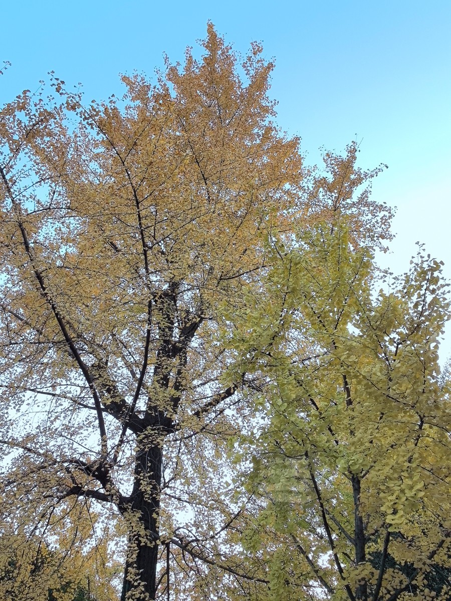 和风秋叶*堤角公园——武汉随笔