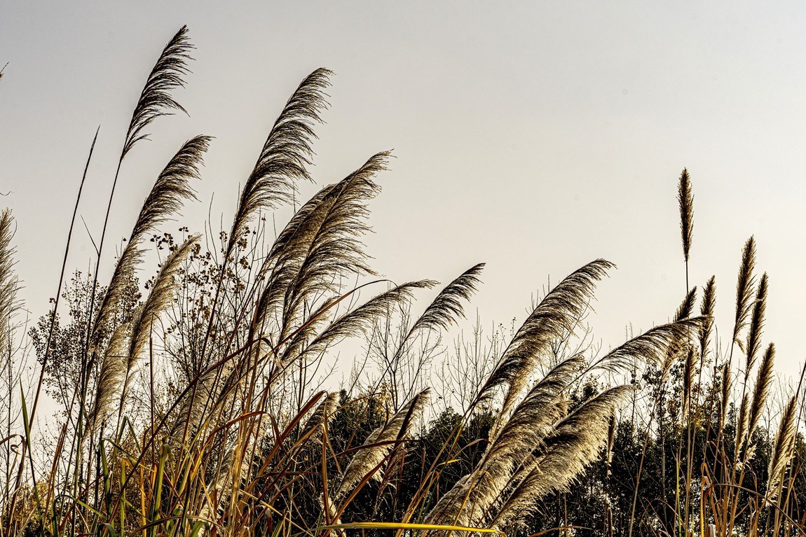 成都白鹭湾湿地公园【2】