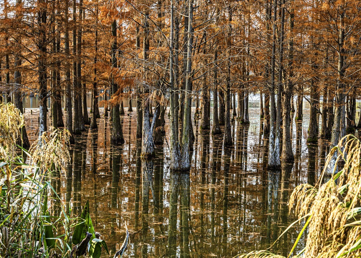 成都白鹭湾湿地公园【2】