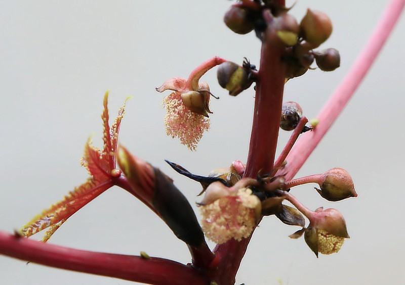 819【不老松：海南游摄纪实】临高长島兰湾的蓖麻子！