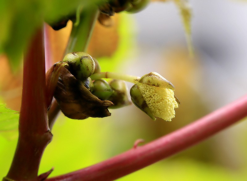 819【不老松：海南游摄纪实】临高长島兰湾的蓖麻子！