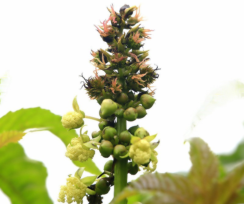 819【不老松：海南游摄纪实】临高长島兰湾的蓖麻子！