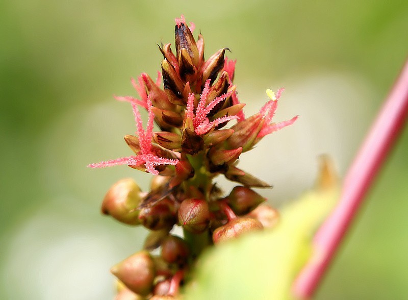 819【不老松：海南游摄纪实】临高长島兰湾的蓖麻子！