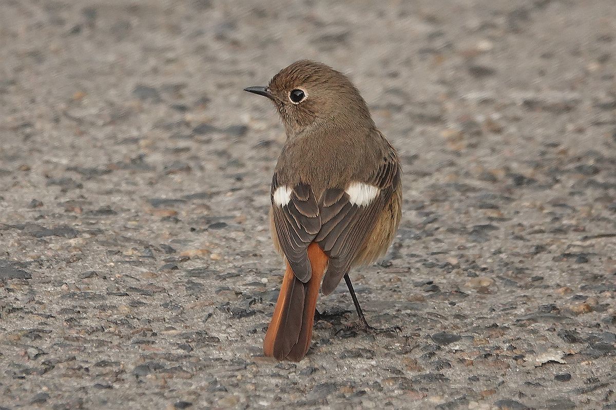 水泥地上一只觅食的北红尾鸲