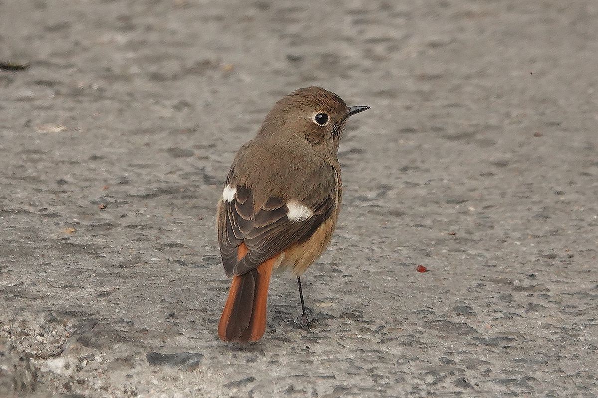 水泥地上一只觅食的北红尾鸲