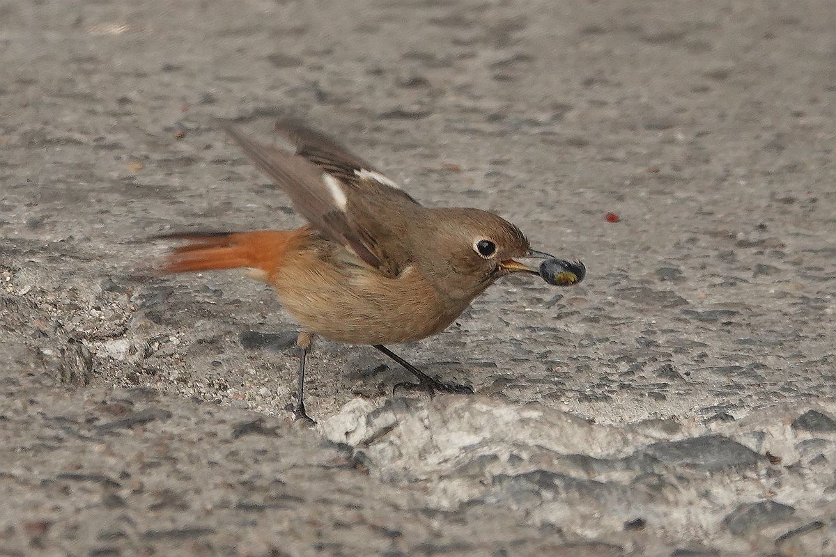 水泥地上一只觅食的北红尾鸲