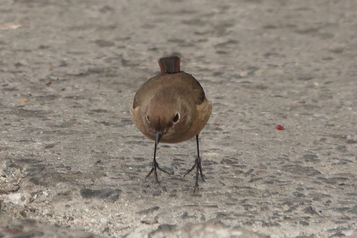 水泥地上一只觅食的北红尾鸲