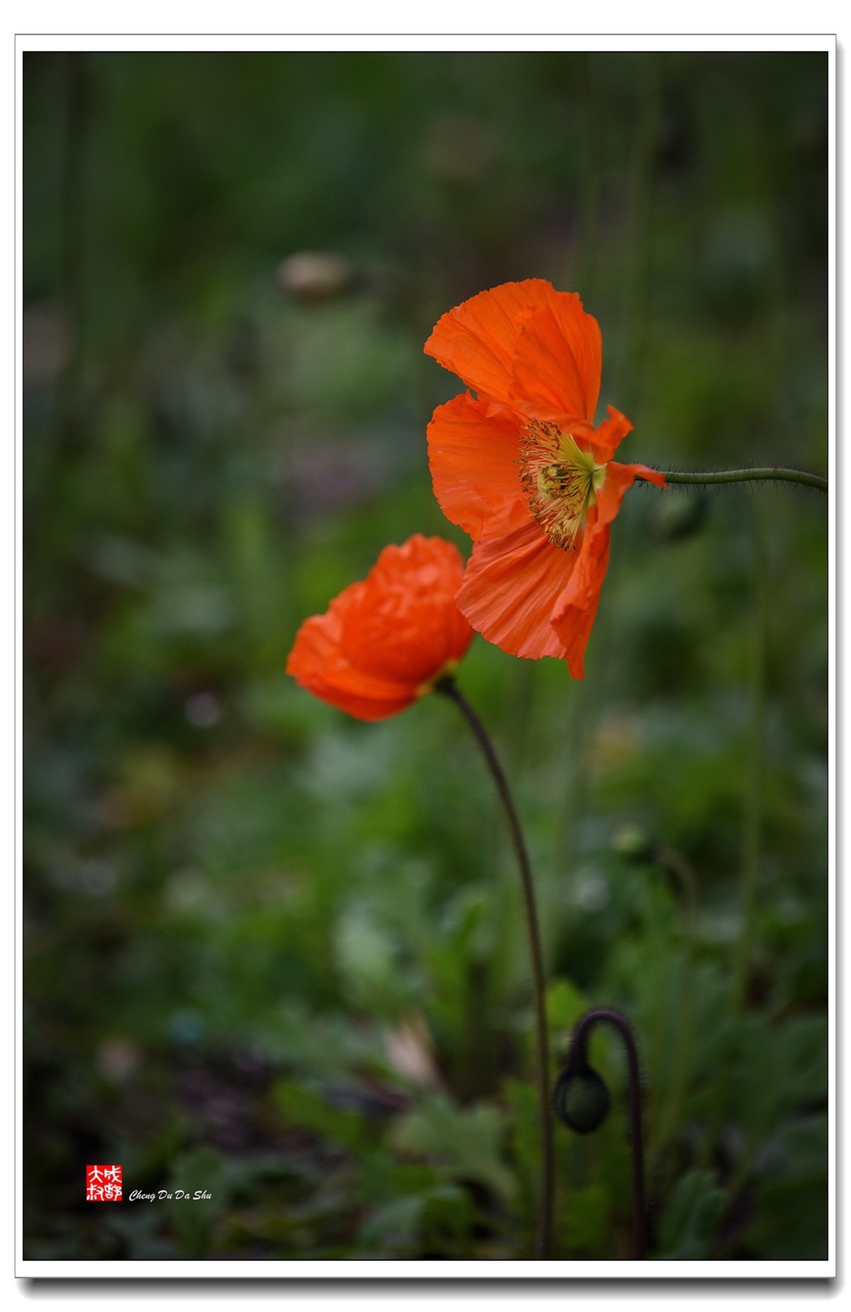 花花草草（五十八）