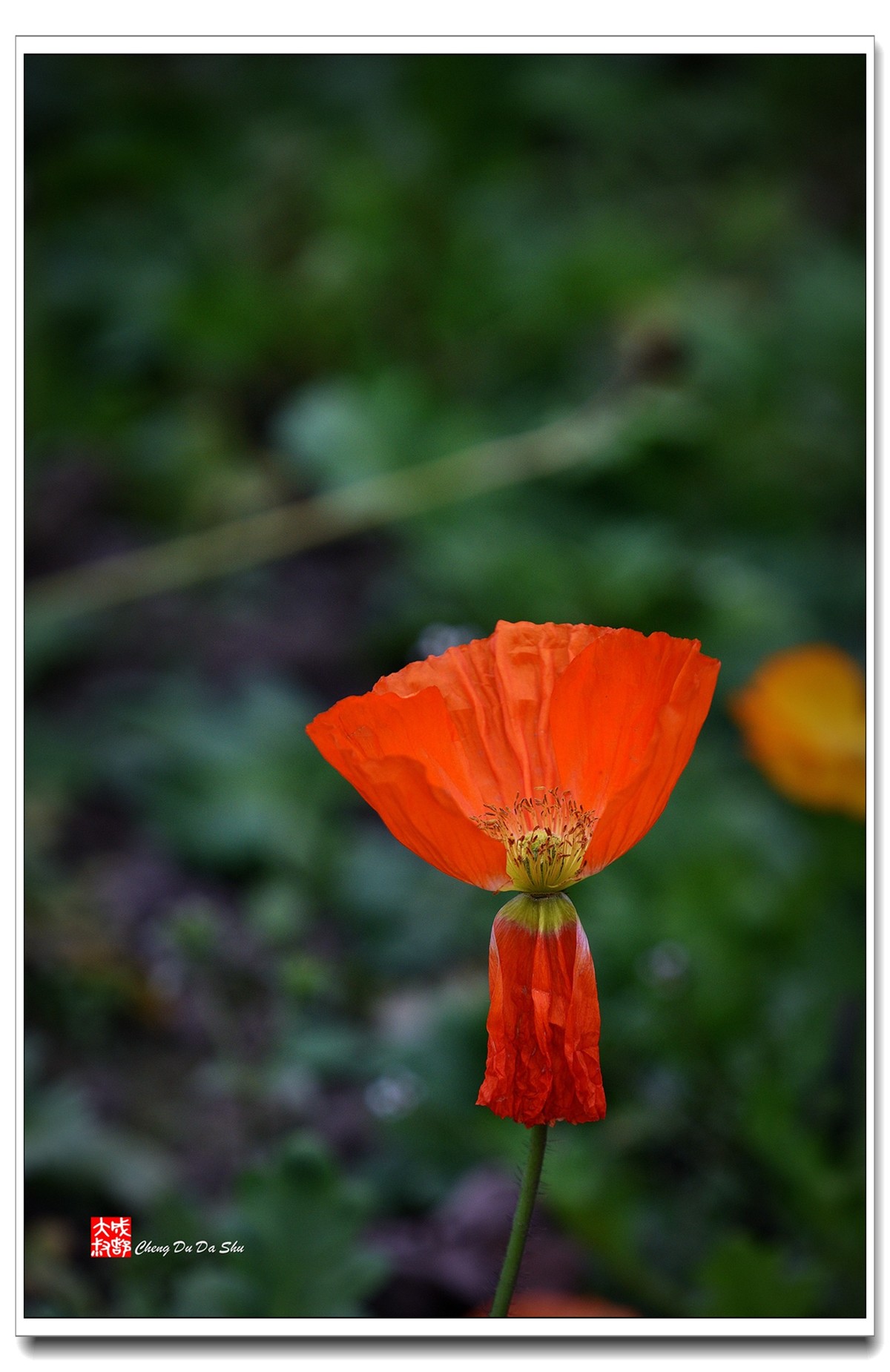 花花草草（五十八）