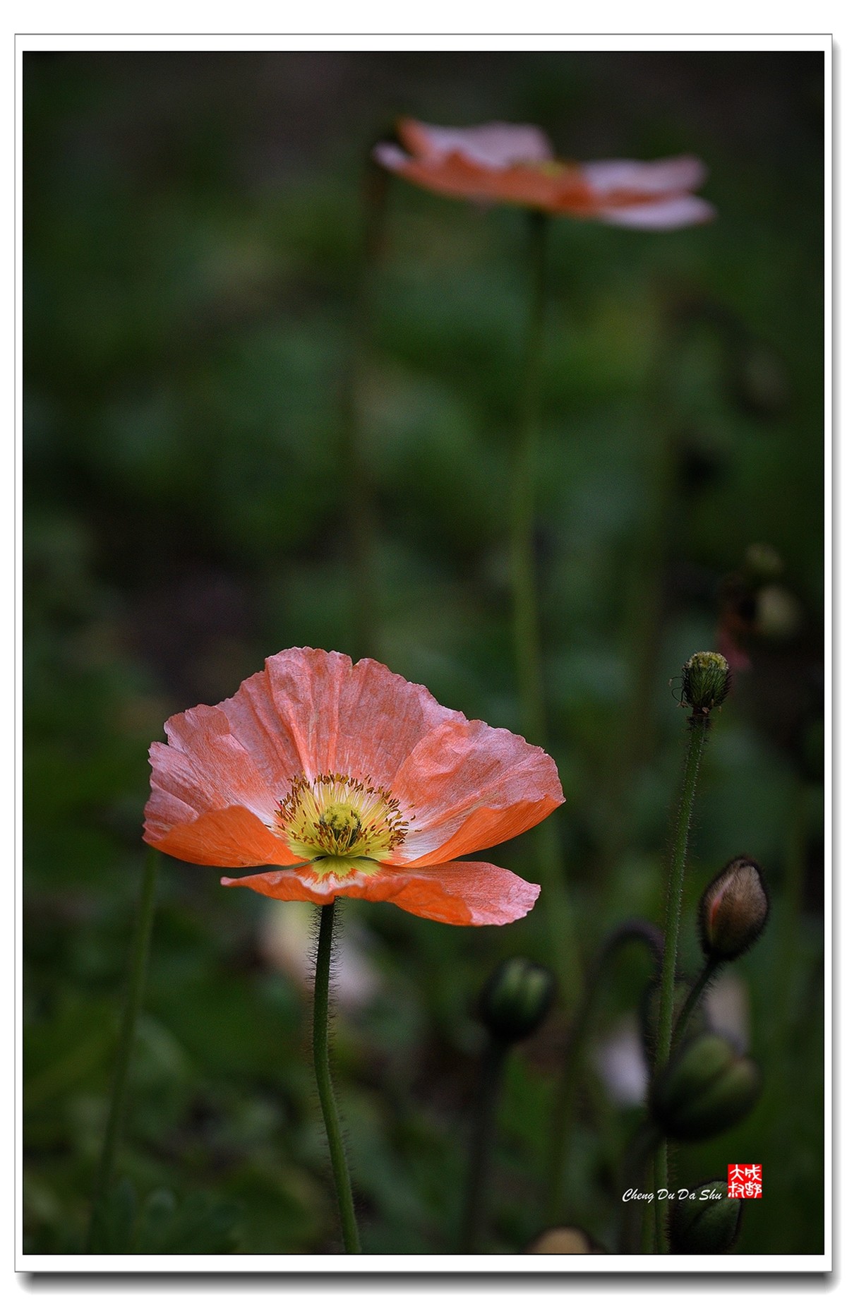 花花草草（五十八）