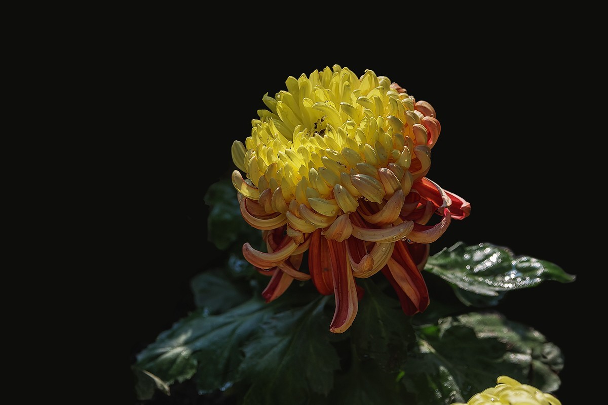 《野   菊》宋代：杨万里