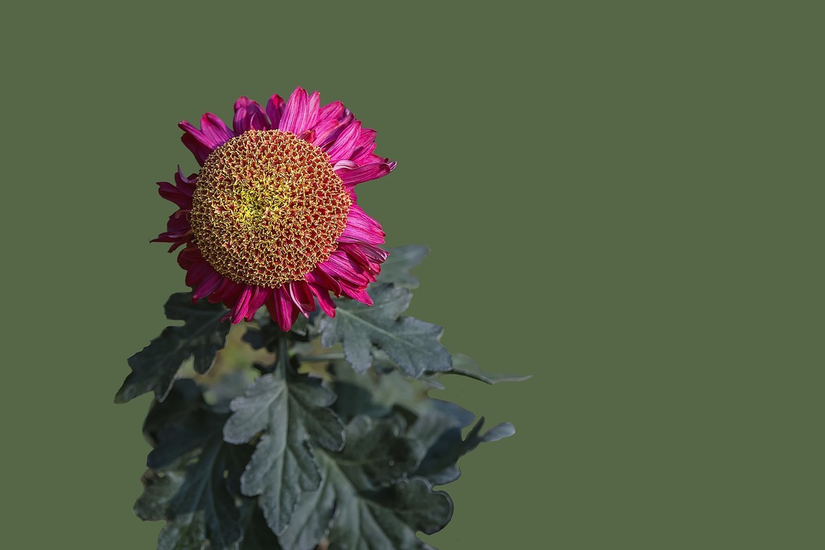 《野   菊》宋代：杨万里