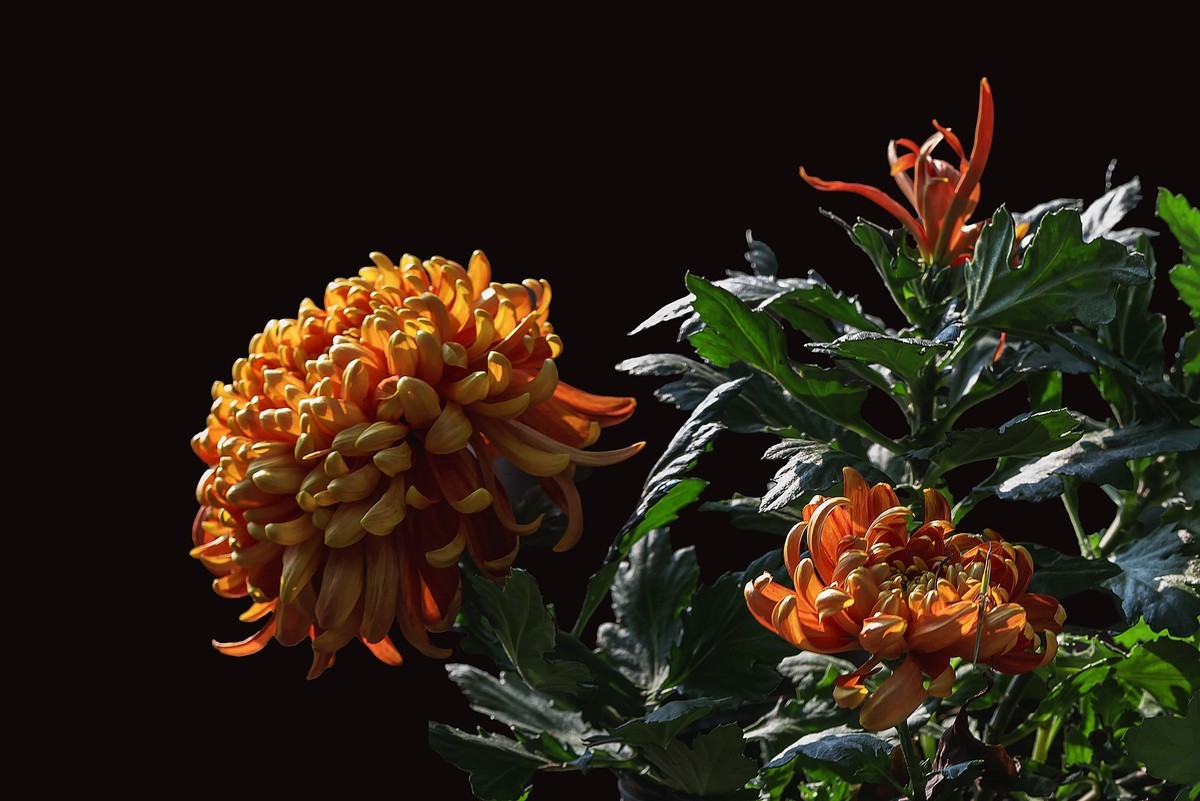 《野   菊》宋代：杨万里