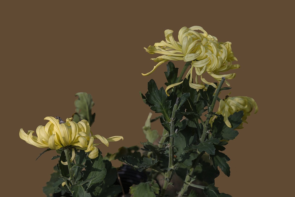 《野   菊》宋代：杨万里