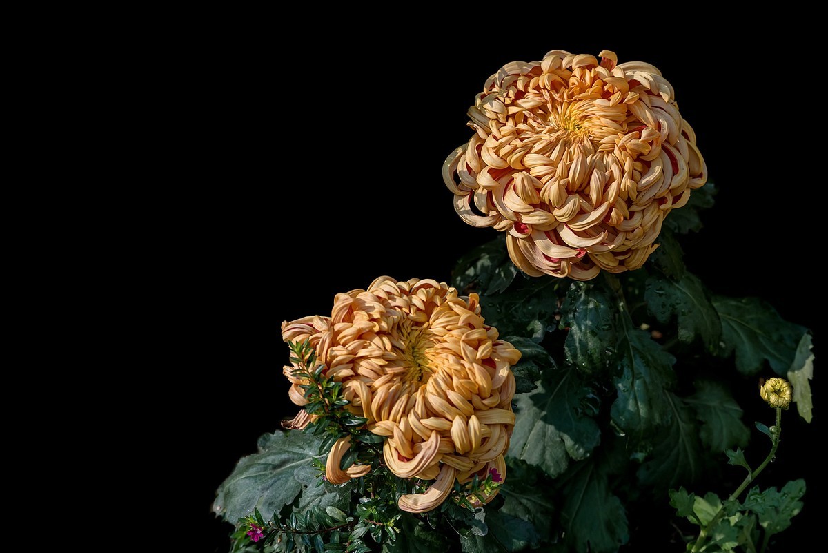 《野   菊》宋代：杨万里