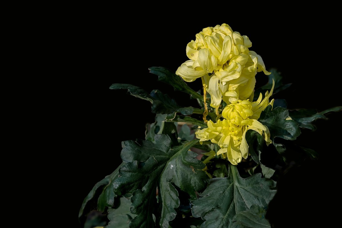 《野   菊》宋代：杨万里