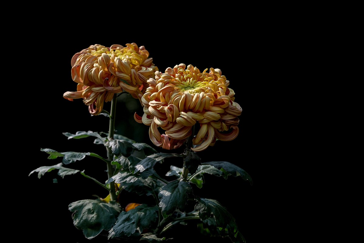 《野   菊》宋代：杨万里