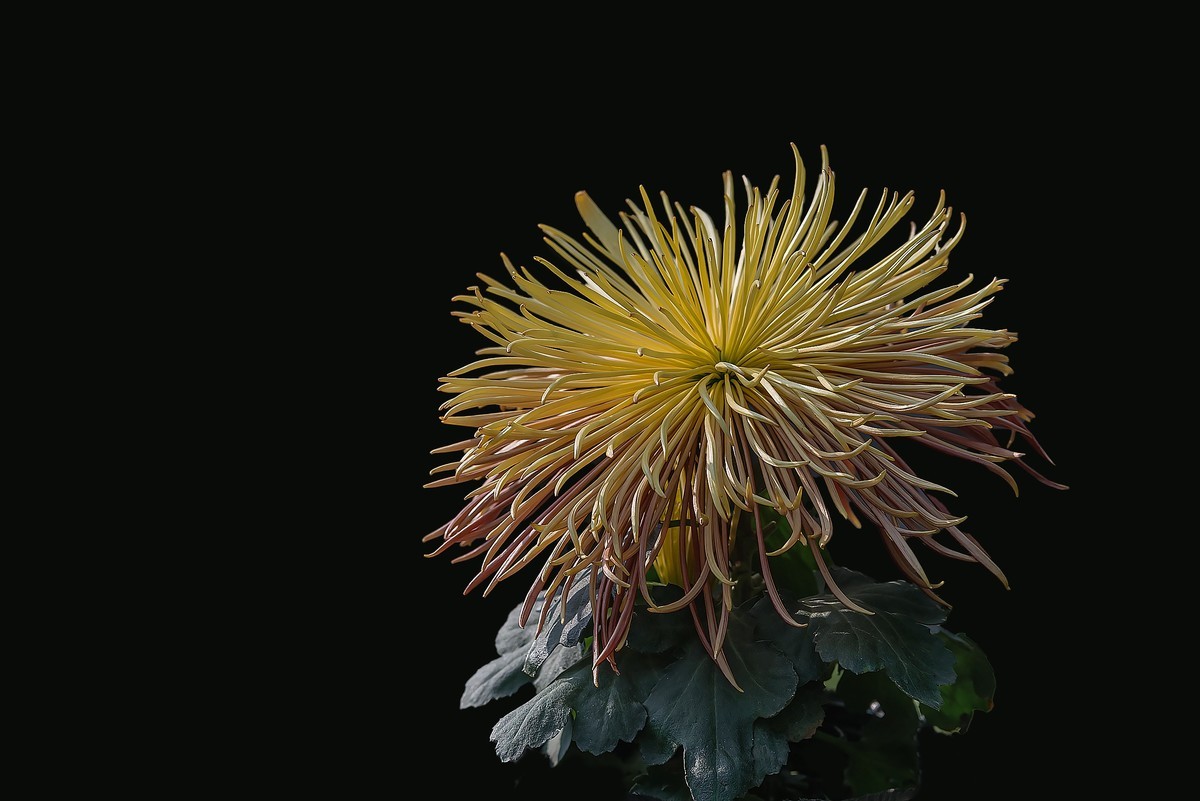 《野   菊》宋代：杨万里