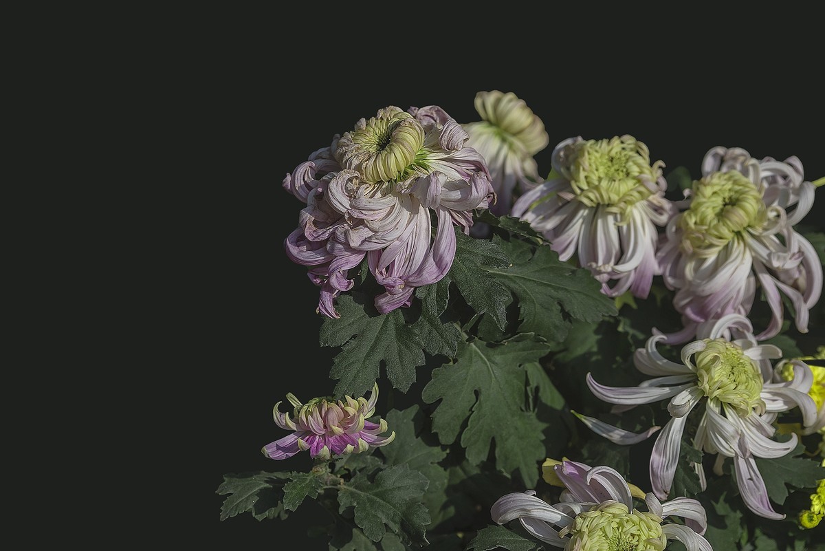 《野   菊》宋代：杨万里