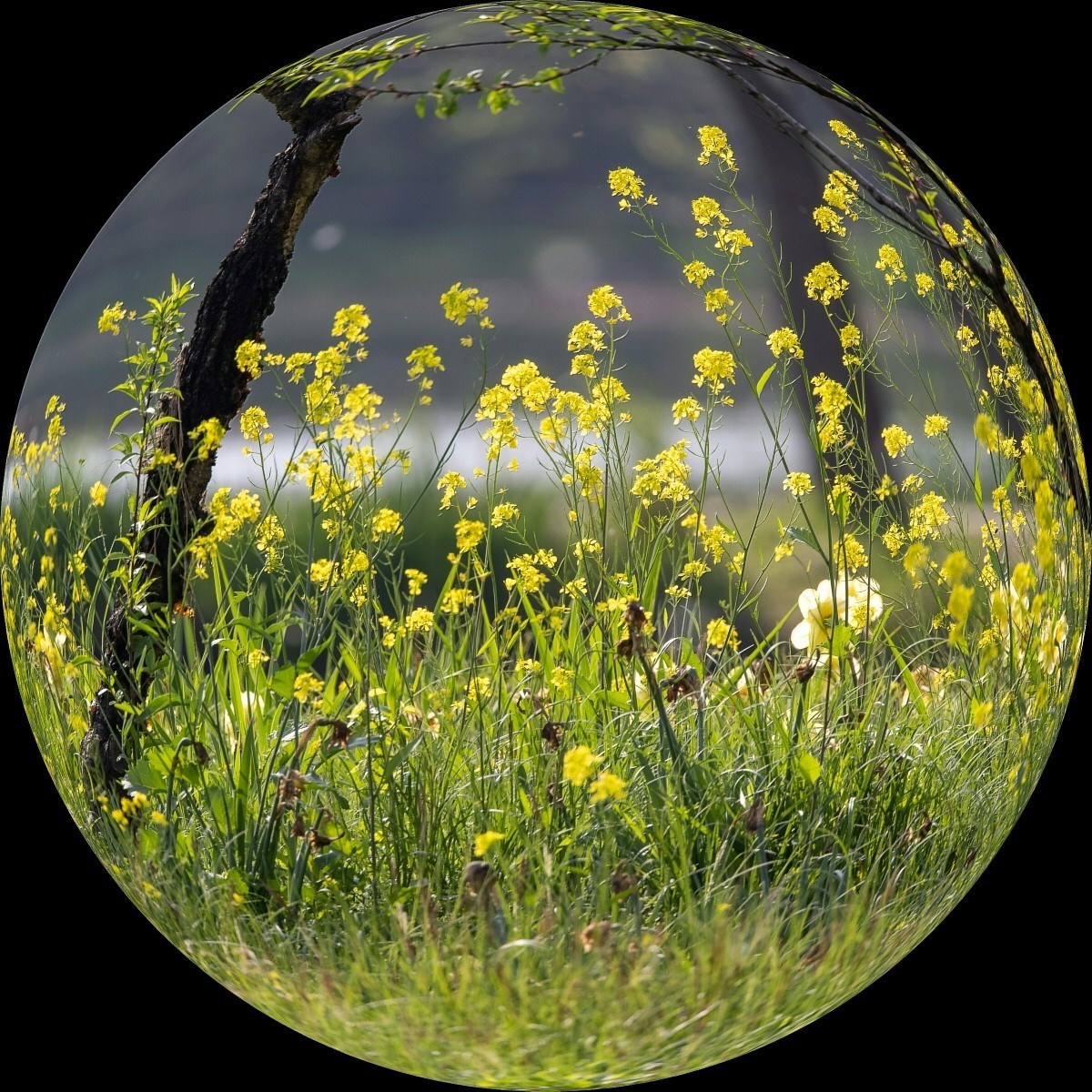 #春末夏初#多彩