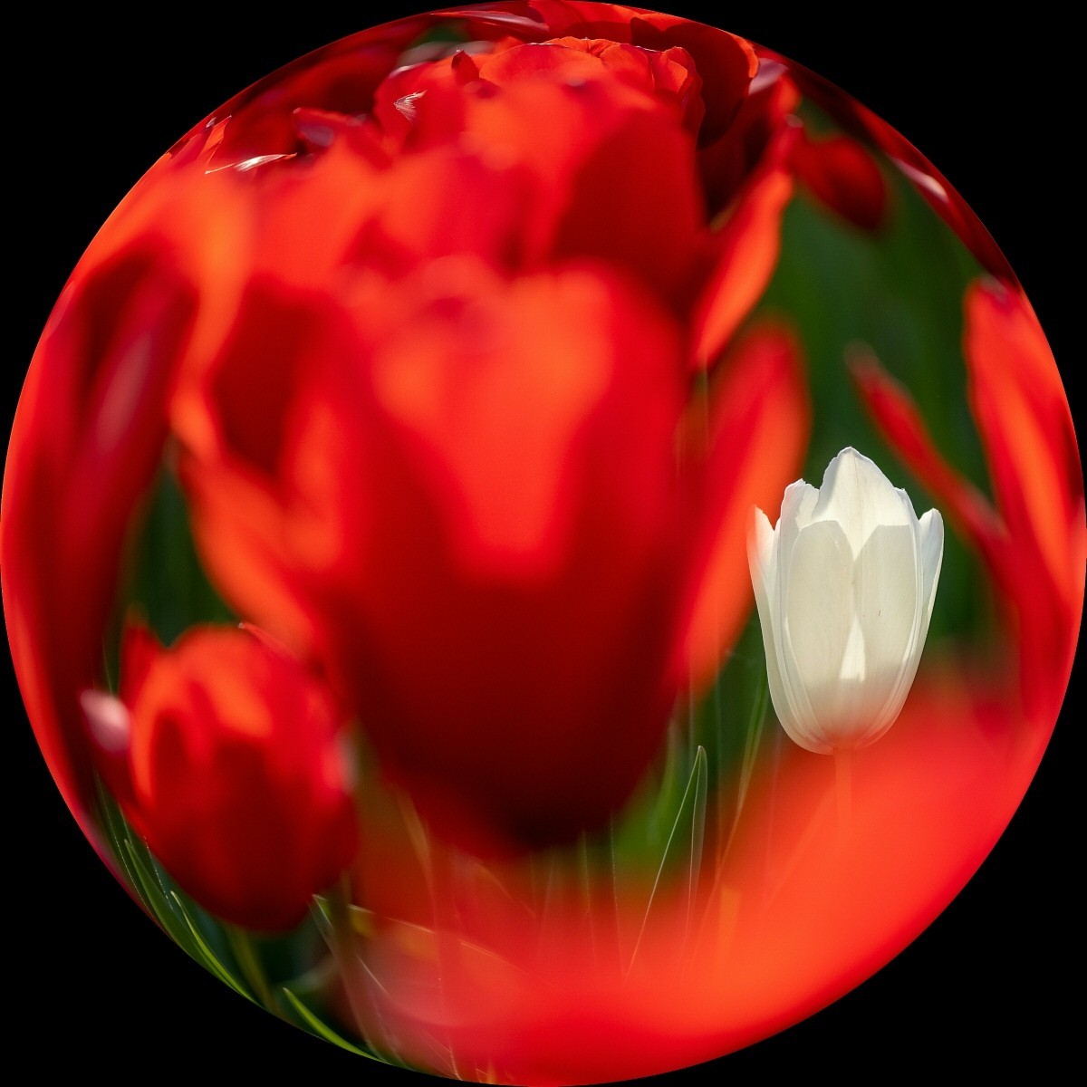 #春末夏初#多彩