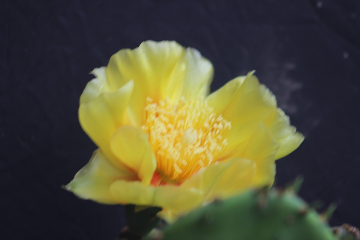 我们家阳台上的仙人掌花（8）