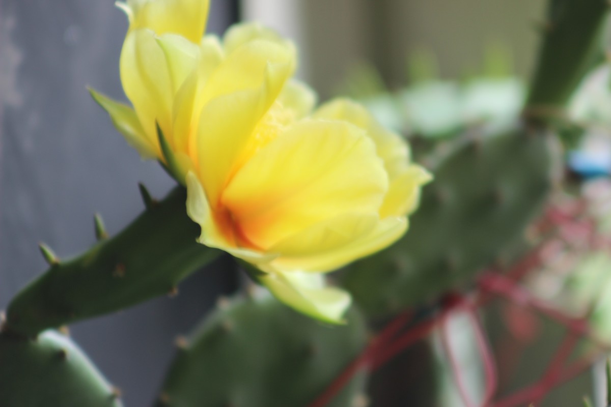 我们家阳台上的仙人掌花（8）