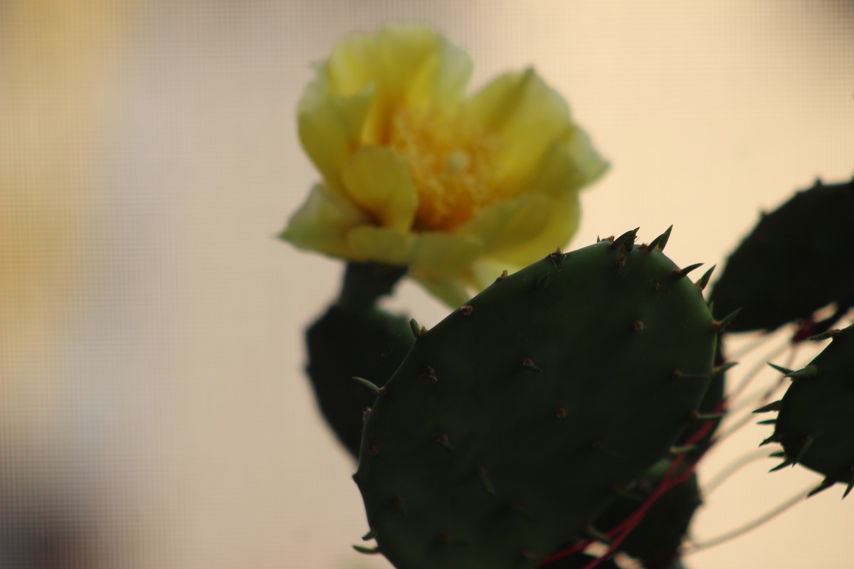 我们家阳台上的仙人掌花（8）