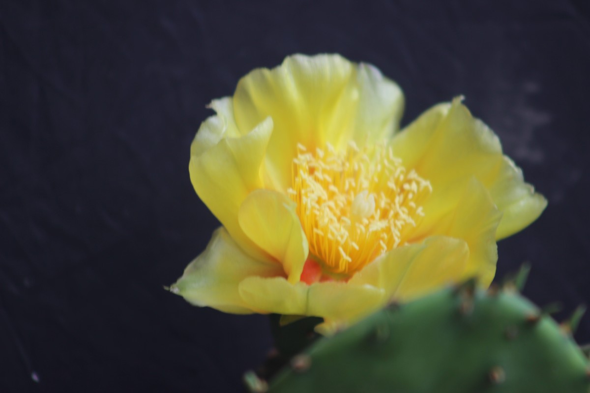 我们家阳台上的仙人掌花（8）