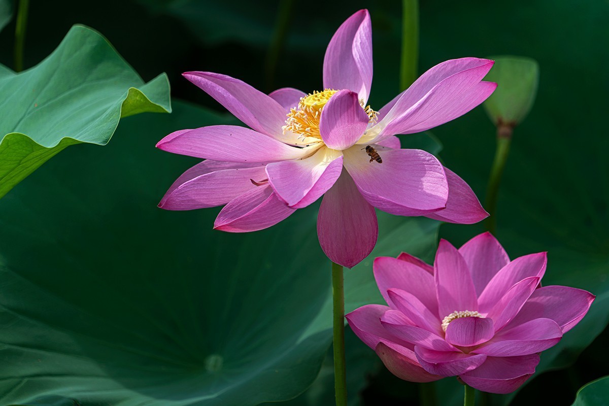 #荷花#早晨才拍的荷花