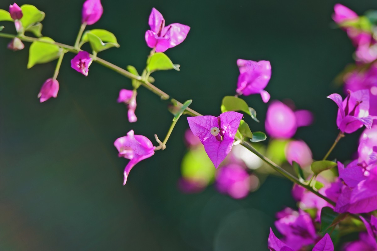 中秋当日拍摄的三角梅