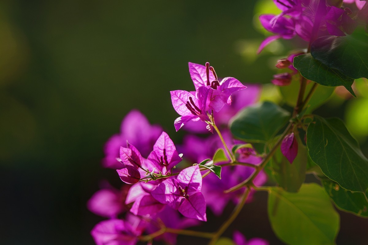 中秋当日拍摄的三角梅