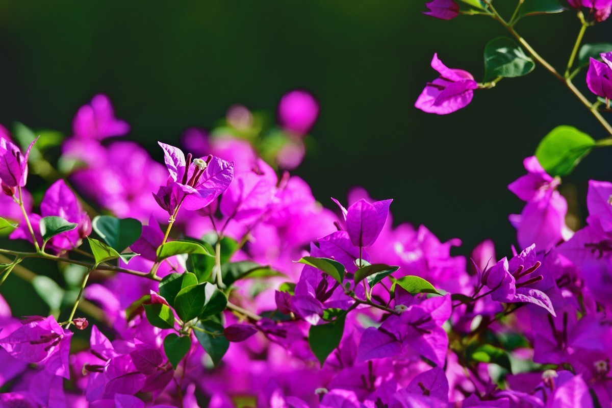 中秋当日拍摄的三角梅