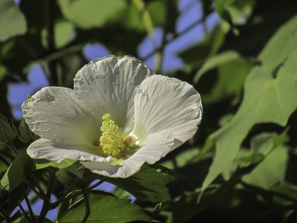 芙蓉花