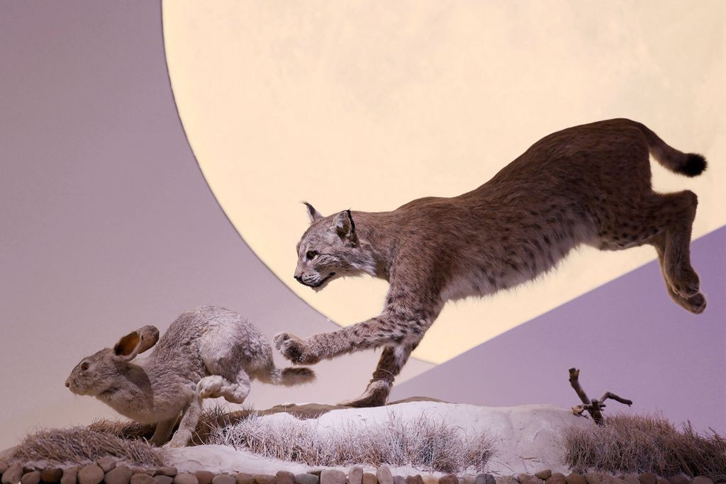 共同家园--大自然的奇迹