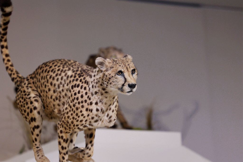 共同家园--大自然的奇迹