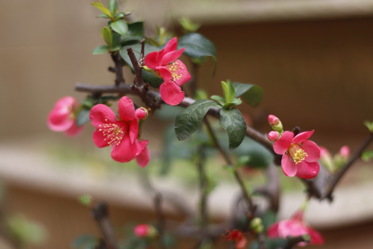 春天的花花好好看
