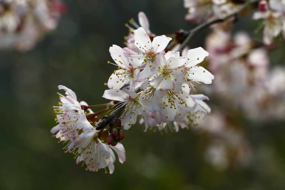 春天的花花好好看