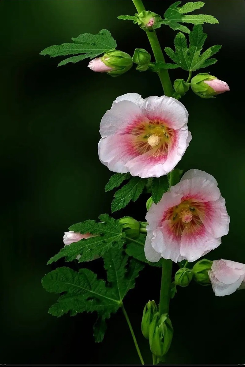 蜀葵花