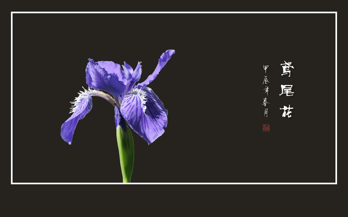 紫蝶翩翩飞草尖的鸢尾花