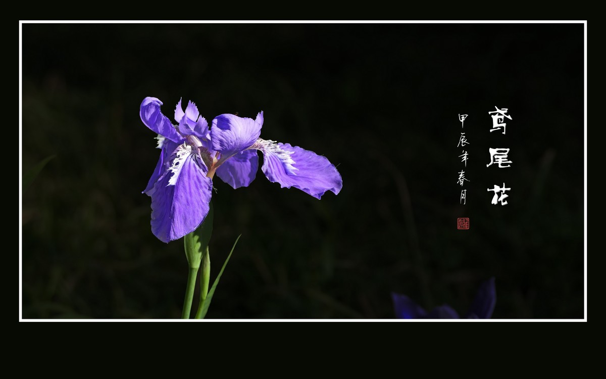 紫蝶翩翩飞草尖的鸢尾花