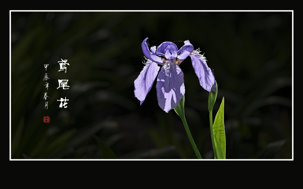 紫蝶翩翩飞草尖的鸢尾花