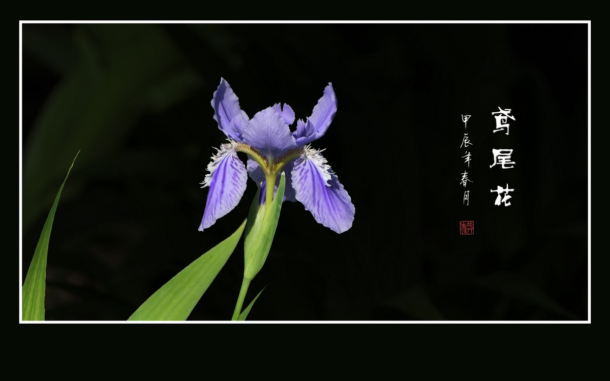 紫蝶翩翩飞草尖的鸢尾花