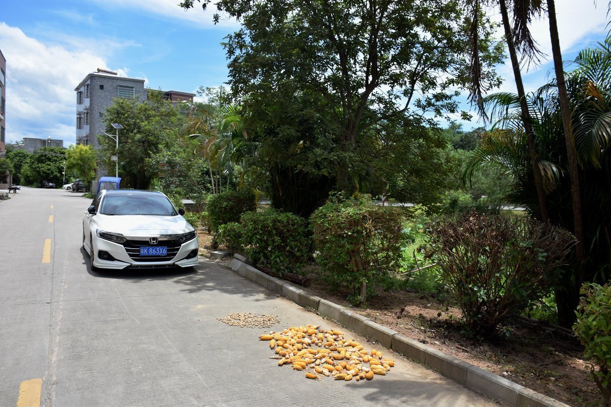 2024夏 海南环岛行（179）信宜沙街牛杂粉